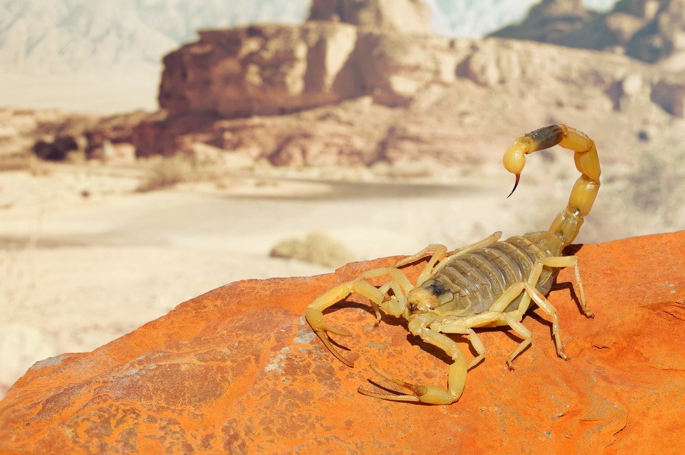 Publicité Facebook de Simply Green Pest Control avec une photo de scorpion du désert et une offre à 50% de réduction